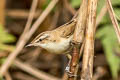 Paddyfield Warbler Acrocephalus agricola agricola