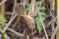 Paddyfield Warbler Acrocephalus agricola agricola