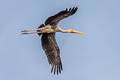 Painted Stork Mycteria leucocephala