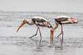 Painted Stork Mycteria leucocephala