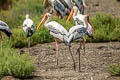 Painted Stork Mycteria leucocephala