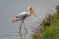 Painted Stork Mycteria leucocephala