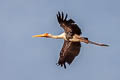 Painted Stork Mycteria leucocephala