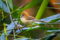 Pale-billed Parrotbill Suthora atrosuperciliaris atrosuperciliaris (Black-browed Parrotbill)