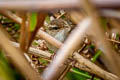 Pale-footed Bush Warbler Hemitesia pallidipes laurentei