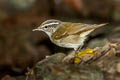 Pale-legged Leaf Warbler Phylloscopus tenellipes