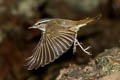 Pale-legged Leaf Warbler Phylloscopus tenellipes