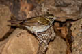 Pale-legged Leaf Warbler Phylloscopus tenellipes