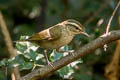 Pale-legged Leaf Warbler Phylloscopus tenellipes