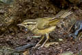 Pale-legged Leaf Warbler Phylloscopus tenellipes