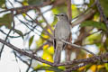 Pale Blue Flycatcher Cyornis unicolor unicolor