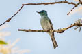 Pale Blue Flycatcher Cyornis unicolor unicolor