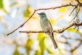 Pale Blue Flycatcher Cyornis unicolor unicolor