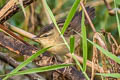 Pallas's Grasshopper Warbler Helopsaltes certhiola sparsimstriata