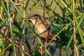 Pallas's Grasshopper Warbler Helopsaltes certhiola sparsimstriata