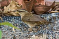 Pallas's Grasshopper Warbler Helopsaltes certhiola sparsimstriata