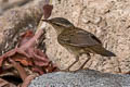 Pallas's Grasshopper Warbler Helopsaltes certhiola sparsimstriata