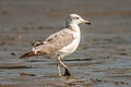 Pallas's Gull Ichthyaetus ichthyaetus (Great Black-headed Gull)