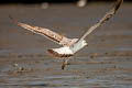 Pallas's Gull Ichthyaetus ichthyaetus (Great Black-headed Gull)