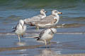 Pallas's Gull Ichthyaetus ichthyaetus (Great Black-headed Gull)