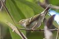 Pallas's Leaf Warbler Phylloscopus proregulus proregulus