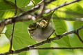 Pallas's Leaf Warbler Phylloscopus proregulus proregulus