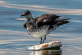 Parasitic Jaeger Stercorarius parasiticus (Arctic Skua)