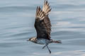 Parasitic Jaeger Stercorarius parasiticus (Arctic Skua)