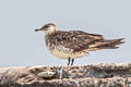 Parasitic Jaeger Stercorarius parasiticus (Arctic Skua)