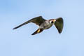 Peregrine Falcon Falco peregrinus calidus