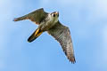 Peregrine Falcon Falco peregrinus calidus