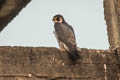 Peregrine Falcon Falco peregrinus calidus