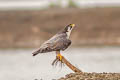 Peregrine Falcon Falco peregrinus calidus
