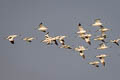 Pied Avocet Recurvirostra avosetta