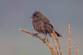 Pied Bush Chat Saxicola caprata burmanicus