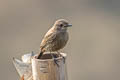 Pied Bush Chat Saxicola caprata burmanicus