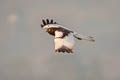 Pied Harrier Circus melanoleucos