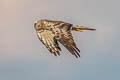 Pied Harrier Circus melanoleucos