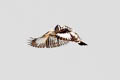 Pied Kingfisher Ceryle rudis leucomelanurus
