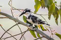 Pied Kingfisher Ceryle rudis leucomelanurus