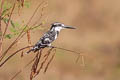 Pied Kingfisher Ceryle rudis leucomelanurus