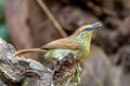 Pin-striped Tit-Babbler Mixornis connectens