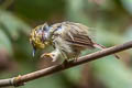 Pin-striped Tit-Babbler Mixornis lutescens