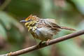 Pin-striped Tit-Babbler Mixornis lutescens