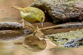 Pin-striped Tit-Babbler Mixornis lutescens