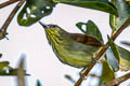 Pin-striped Tit-Babbler Mixornis chersonesophilus