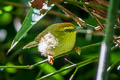 Pin-striped Tit-Babbler Mixornis sulphueus