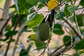 Pin-tailed Green Pigeon Treron apicauda lowei