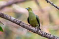 Pin-tailed Green Pigeon Treron apicauda lowei