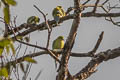 Pin-tailed Green Pigeon Treron apicauda lowei